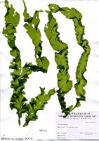 藏品(Ulva arasakii Chihara)的圖片